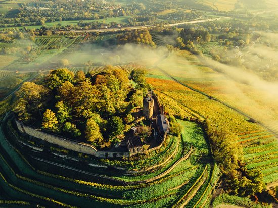 Weinlandschaft an der Burgruine Weibertreu | Weinsberg